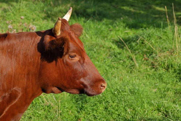 Domestic cattle