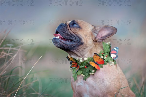 Side view of French Bulldog dog with a self made leaf and butterfly collar in front of blurry nature background