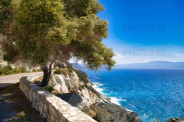 Tree on the coastal road around Cap Corse