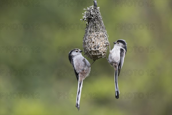 Long-tailed tits