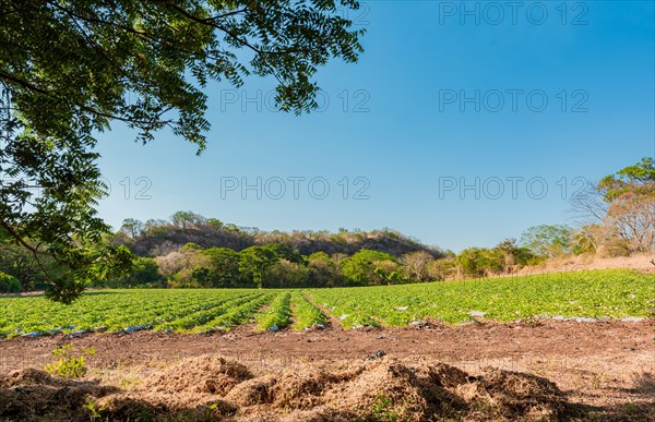Watermelon cultivation orchard. Watermelon cultivation plot with blue sky. Cultivation and harvest of watermelon