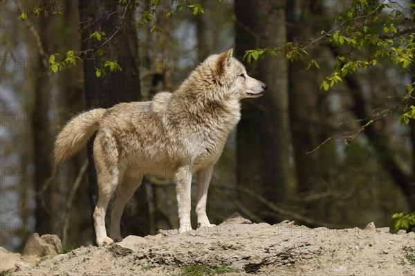 Algonquin wolf