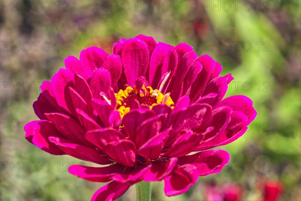 Zinnia