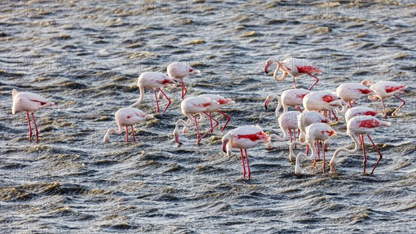 Flamingos