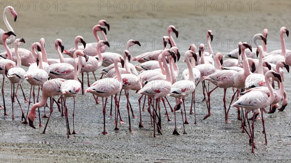 Greater flamingo