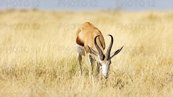 Springbok