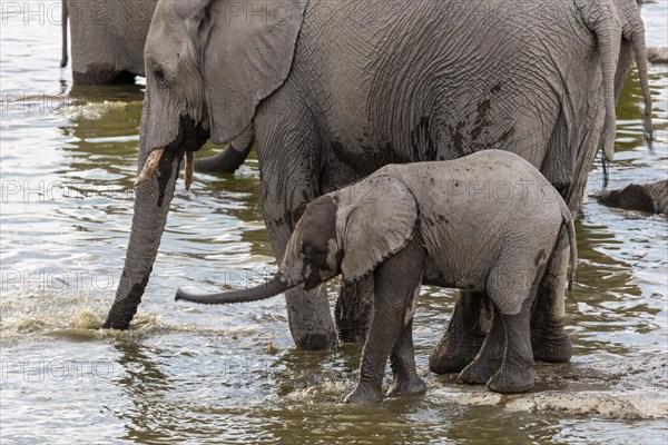 African elephants