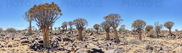 Quiver tree