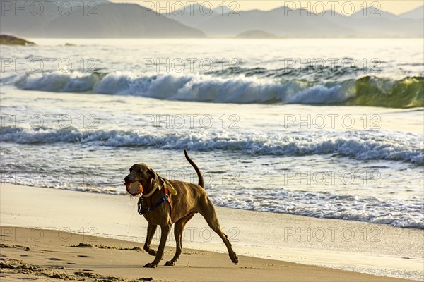 Dog running and playing on the edge of Ipanema beach in Rio de Janeiro on a summer morning