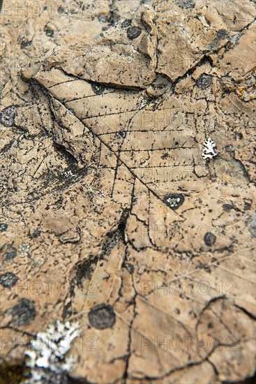 Leaf print fossilised in clay