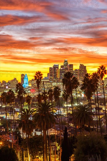 View of Downtown Los Angeles Skyline with Palm Trees at Sunset in California in Los Angeles