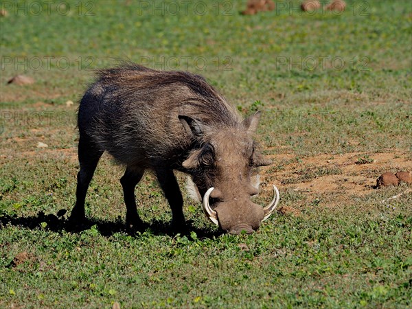 Common warthog