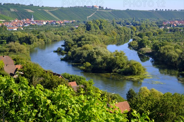 Vineyard on the Main near charburner