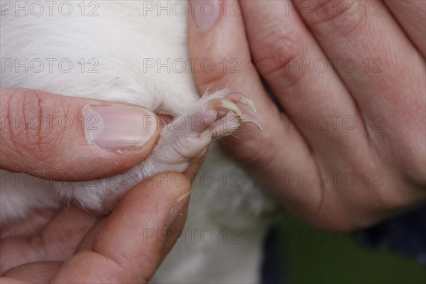 Guinea Pig pigs