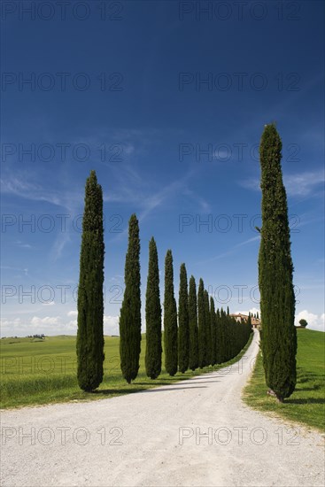 Farmhouse and cypresses