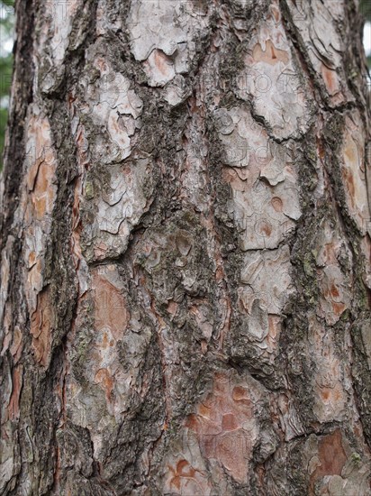 Tree bark texture