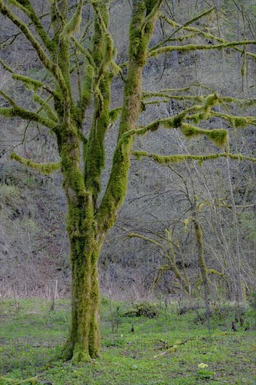 Mossy tree. A sign of good condition for the UNESCO World Heritage Beech Forests