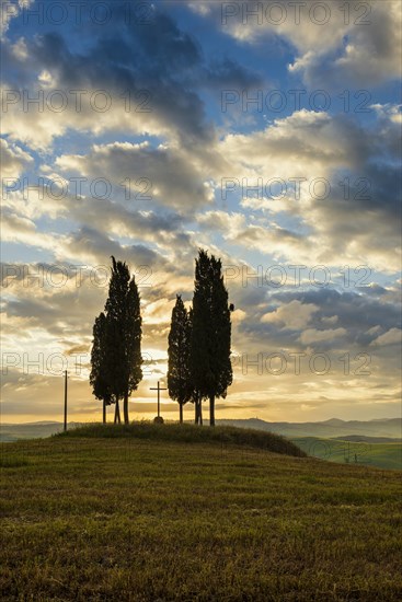 Cypresses