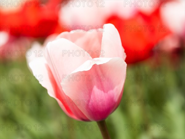 Tulip