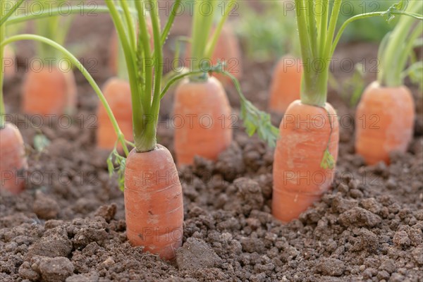 Close-up of carrots planted in an organic vegetable garden