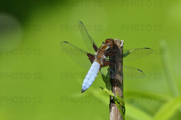 Broad-bodied chaser