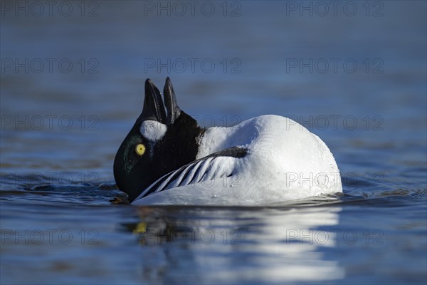 Goldeneye adult male duck