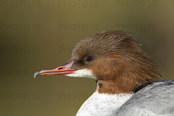 Goosander