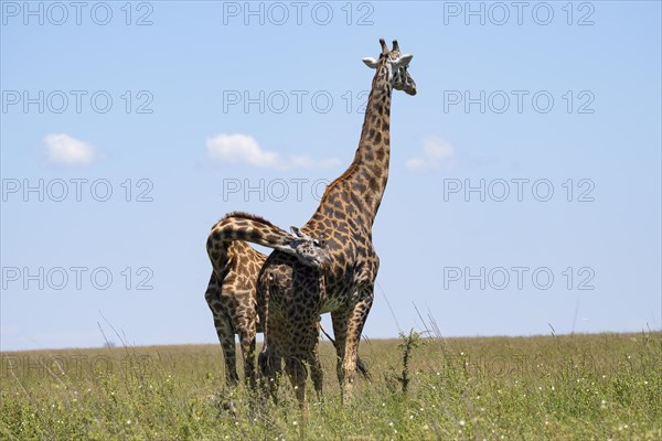 Masai giraffe