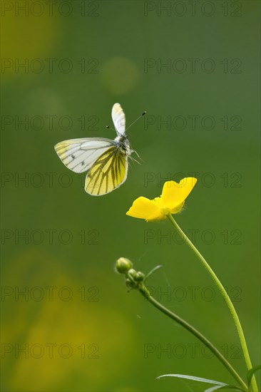 Rape white butterfly or green-veined white