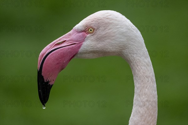 Pink flamingo