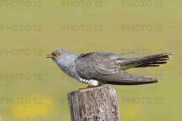 Common cuckoo