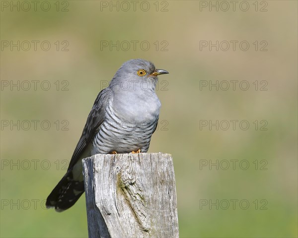 Common cuckoo