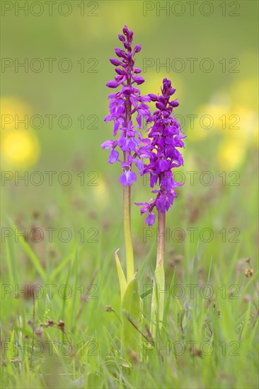 Early purple orchid