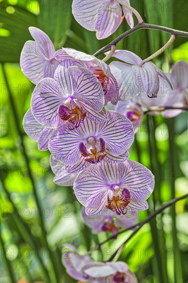 Butterfly orchid