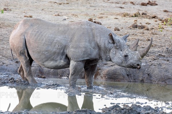 White rhinoceros