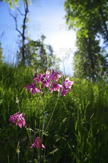 European columbine