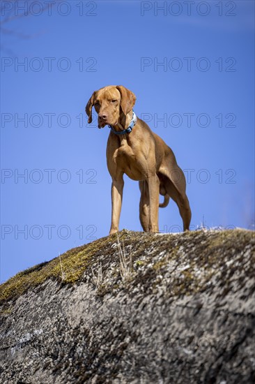 Roevidszoru Magyar Vizsla