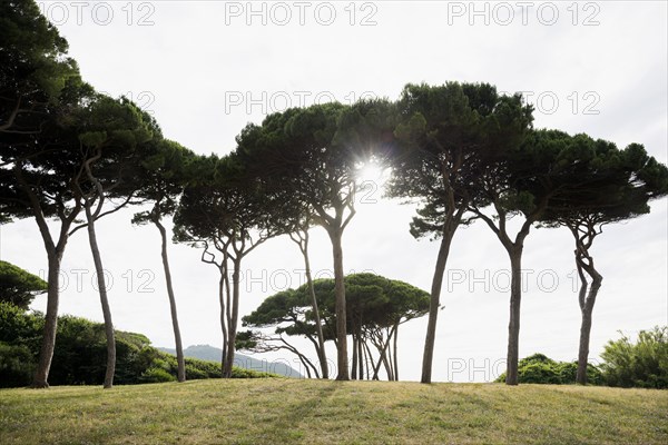 Beach and old pine trees