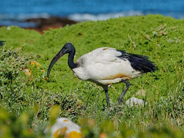 African sacred ibis