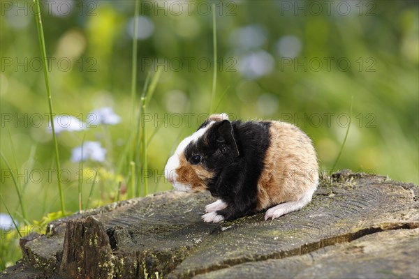 Guinea Pig pigs