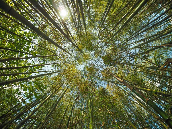 Bamboo tree