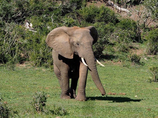 African elephant