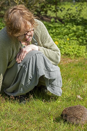 Woman looking at hedgehog