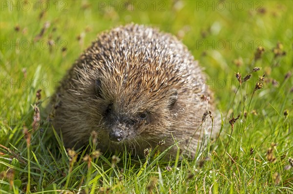 Hedgehog