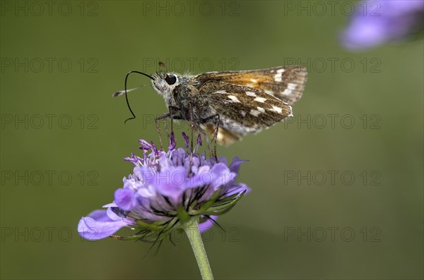 Silver-spotted skipper