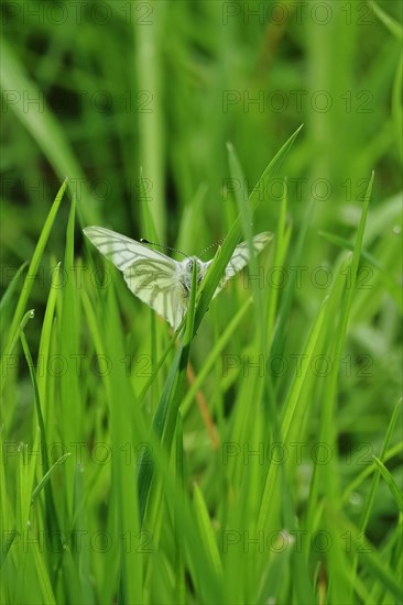Green vein white butterfly