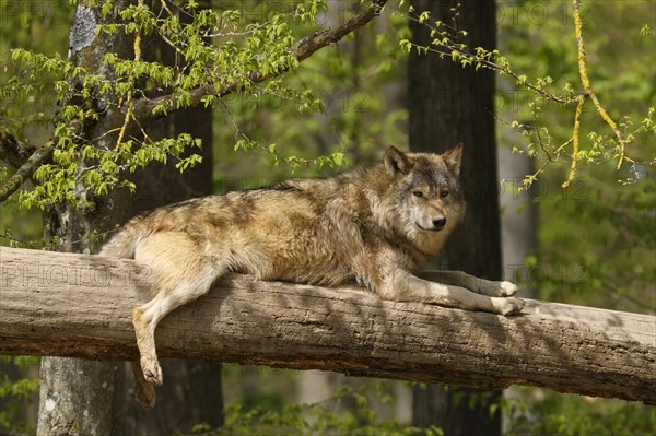 Algonquin wolf