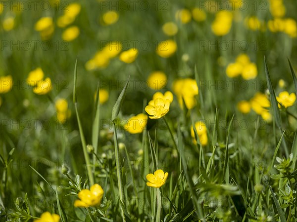 Buttercups