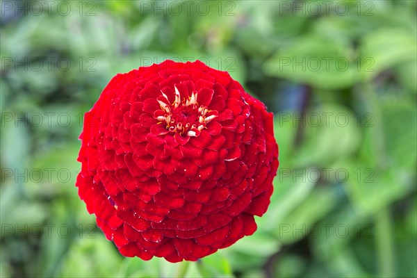 Zinnia