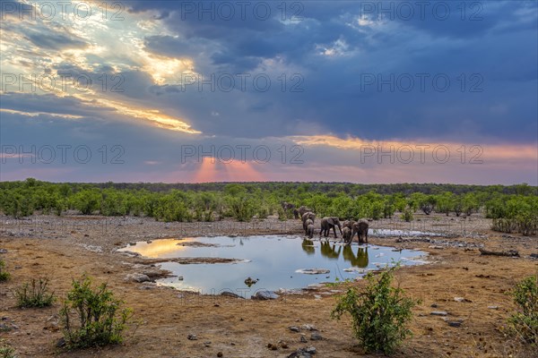 African elephants